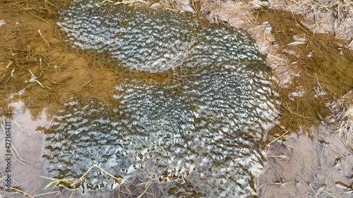 Frog Spawn in a puddle photo
