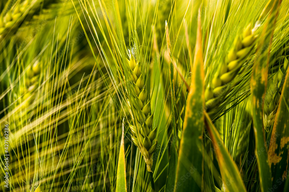 Close-up of ears in a cornfield Close-up of ears in a cornfield