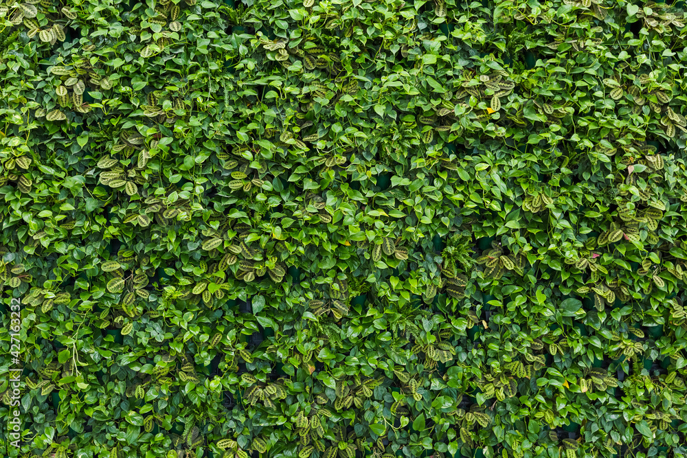 Green foliage background Green foliage background
