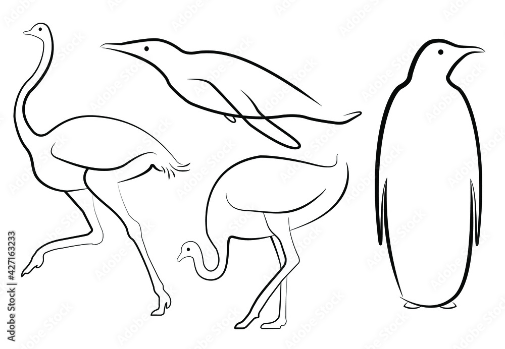 Obraz premium Set of vector non-volant birds. Penguin and ostrich in line drawings. Images in different positions - running, standing, swimming.