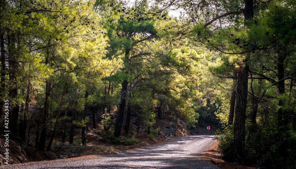 Koprulu Canyon National Park. A winding forest road surrounded by pine trees. Manavgat, Antalya, Turkey. Koprulu Canyon National Park. A winding forest road surrounded by pine trees. Manavgat, Antalya, Turkey.