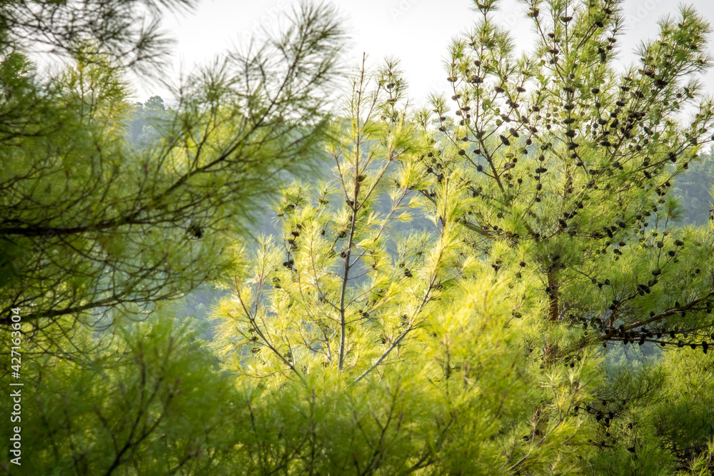 Fototapeta premium Summer lanscape in Koprulu Canyon National Park. Bright pine forest. Manavgat, Antalya, Turkey.