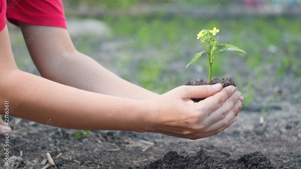 Woman hand hold planting growing a tree in soil on the garden. Female plant small young tree by hand in the morning. Forestry environments ecology, Earth Day and New Life concept. slow motion Woman hand hold planting growing a tree in soil on the garden. Female plant small young tree by hand in the morning. Forestry environments ecology, Earth Day and New Life concept. slow motion