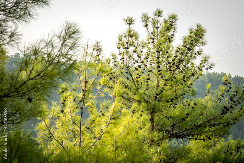 Wallpaper Mural Summer lanscape in Koprulu Canyon National Park. Bright pine forest. Manavgat, Antalya, Turkey. Torontodigital.ca