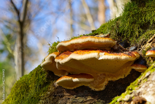 Parasitic fungus growing on a tree like virus Fomitopsis pinicola. Red Banded Polypore growing on a tree covered by green moss in the forest.