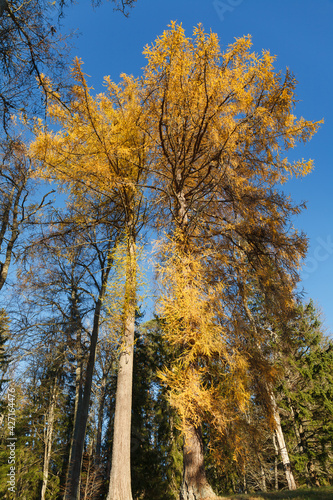 Autumn season mood. Trees with foliage around lake. Estonian countryside.