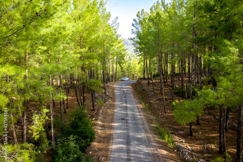 Koprulu Canyon National Park. A winding forest road stretching into the distance surrounded by pine trees. Manavgat  Antalya  Turkey.