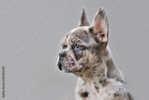 Young merle colored French Bulldog dog puppy with mottled patches in front of gray background 