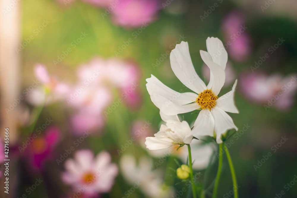 Cosmos flowers are blooming in a beautiful garden. Cosmos flowers are blooming in a beautiful garden.