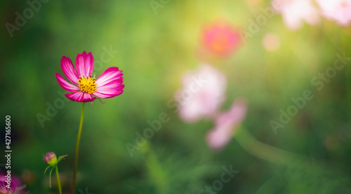 Cosmos flowers are blooming in a beautiful garden.