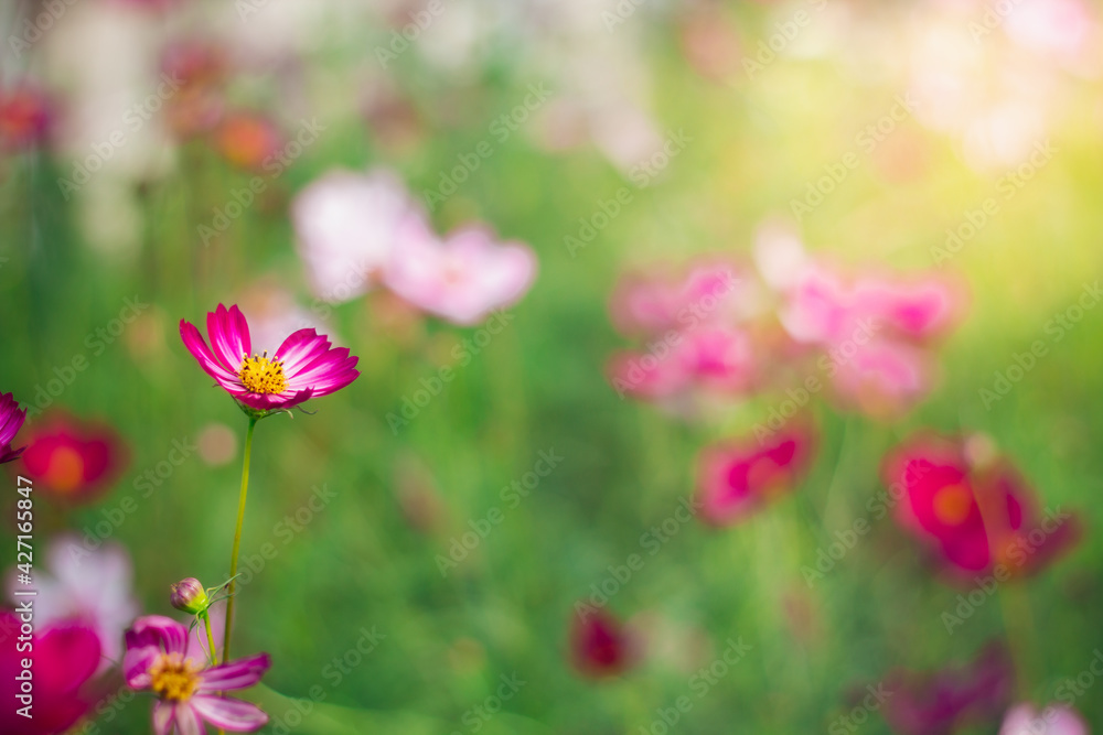 Cosmos flowers are blooming in a beautiful garden. Cosmos flowers are blooming in a beautiful garden.