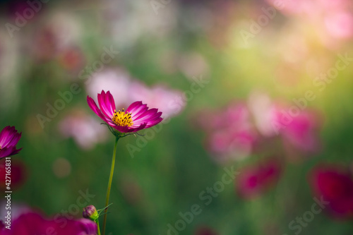 Cosmos flowers are blooming in a beautiful garden.