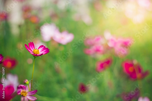 Cosmos flowers are blooming in a beautiful garden.