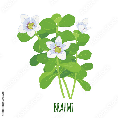 Vector Brahmi Bacopa monnieri icon isolated on white background.