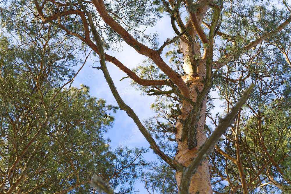 Big scandinavia pine, photo from below. Pine tree branch and leaves with blue sky, shot from the bottom. Big scandinavia pine, photo from below. Pine tree branch and leaves with blue sky, shot from the bottom.