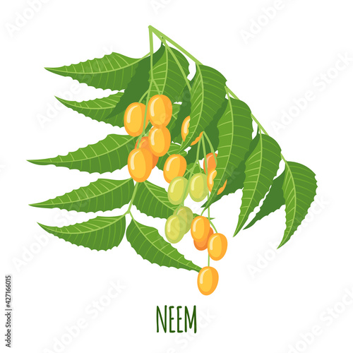 Vector Neem or nimtree in flat style isolated on white background.