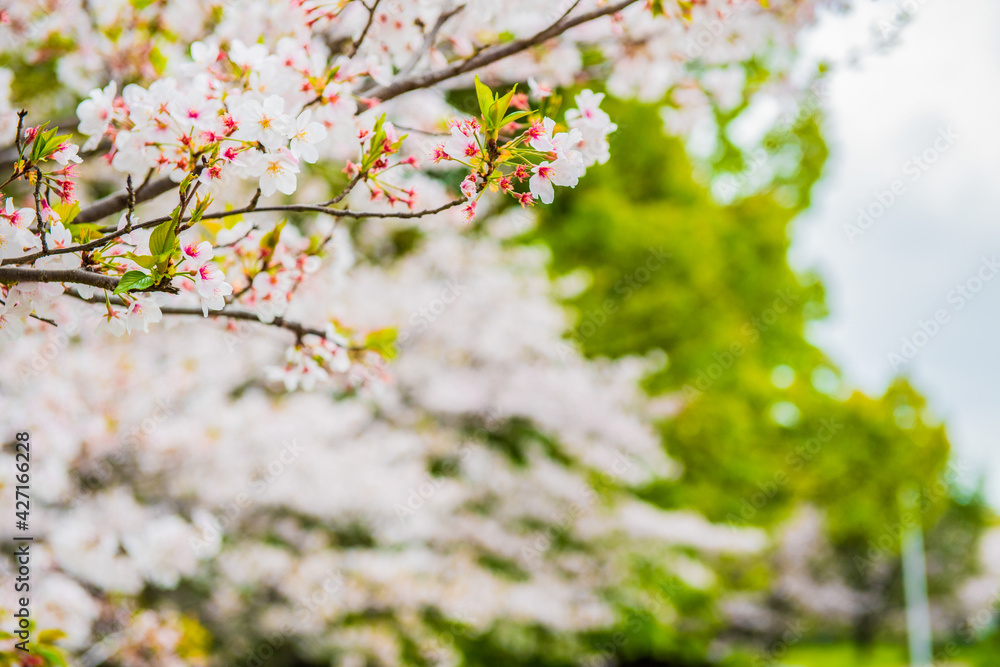 Fototapeta premium サクラサク