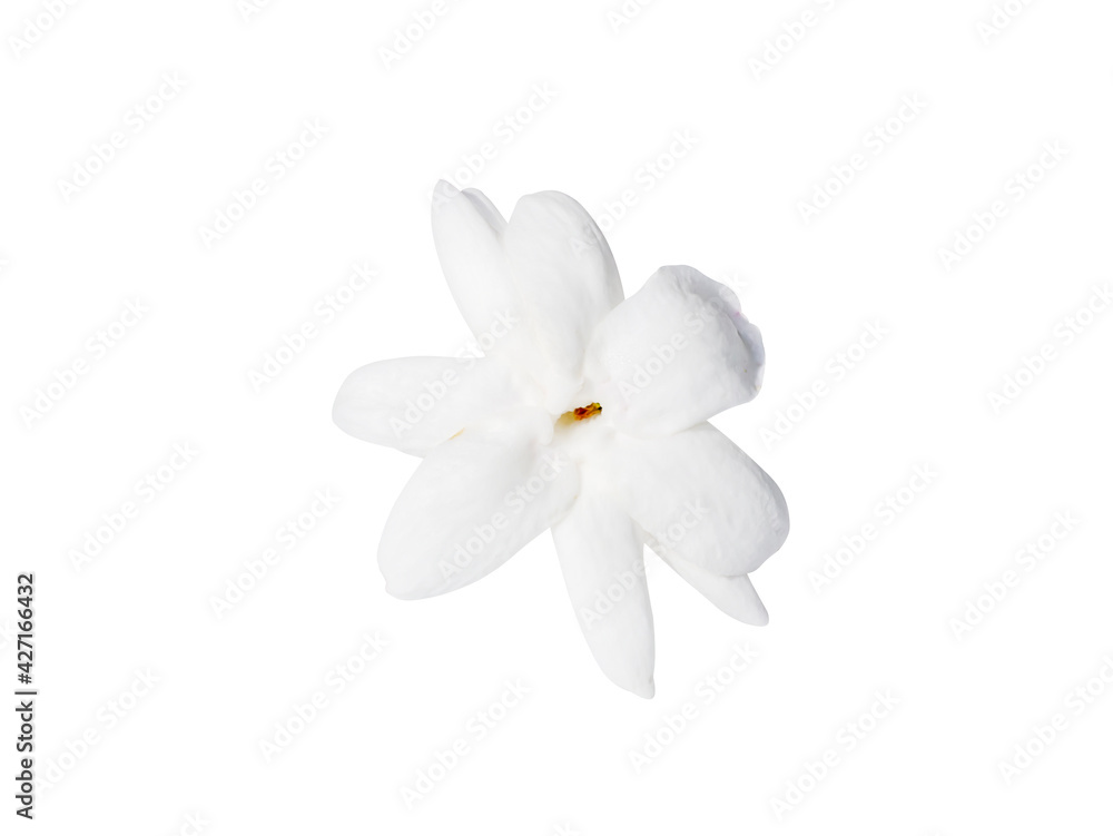 Close up of white jasmine flower isolate on white background.