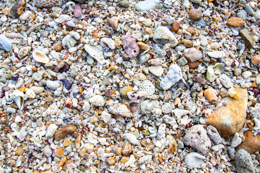background texture nature stone and shellfish arrangement flat lat on the beach background texture nature stone and shellfish arrangement flat lat on the beach