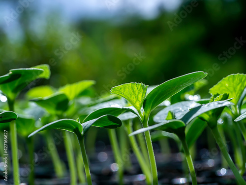 Close up Seedlings of Cantaloupe plant.