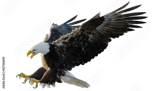 Fotografering Bald eagle landing swoop attack hand draw and paint on white background illustration