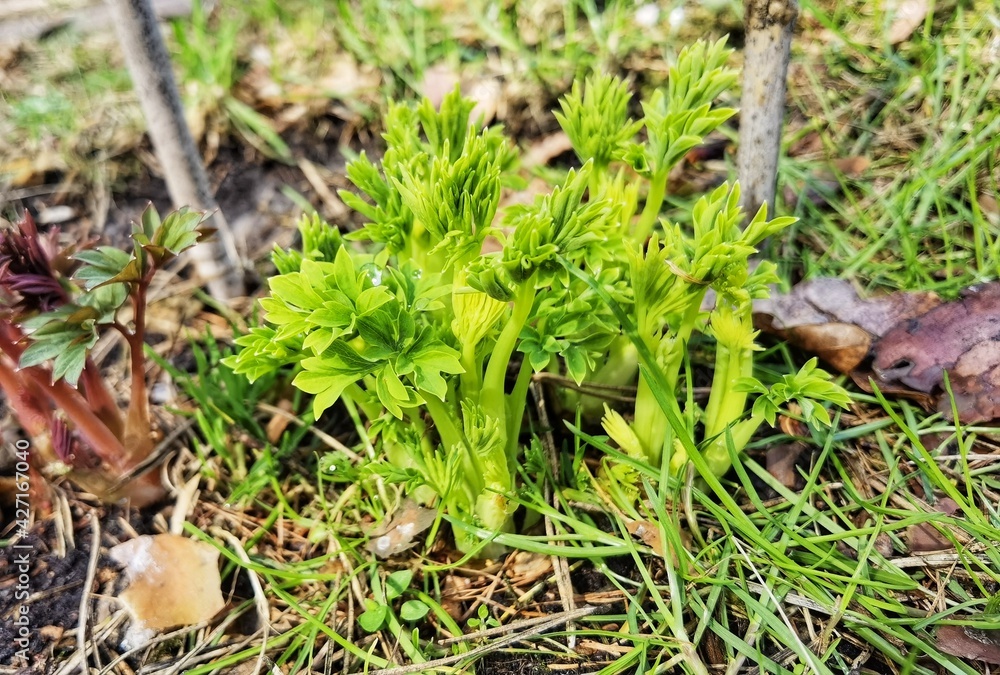 Young pink and green bush dicentra spectabilis, Bleeding Heart flower. Young pink and green bush dicentra spectabilis, Bleeding Heart flower.
