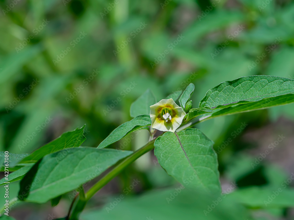 Close up Hogweed, Ground Cherry flower on tree. Close up Hogweed, Ground Cherry flower on tree.