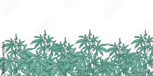 Cannabis garden background 