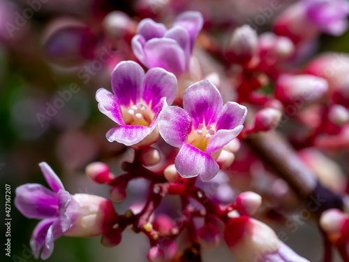 Close up Carambola flower. © noppharat