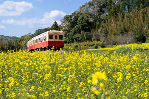 A train running through a field of rape blossoms in spring 