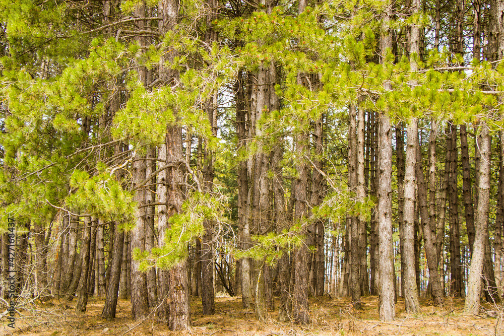 Fototapeta premium Pine forest and wild landscape and view, trees view