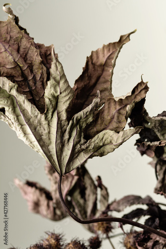 Dried leaves. Closeup. Background. Texture. Educational still life for drawing.