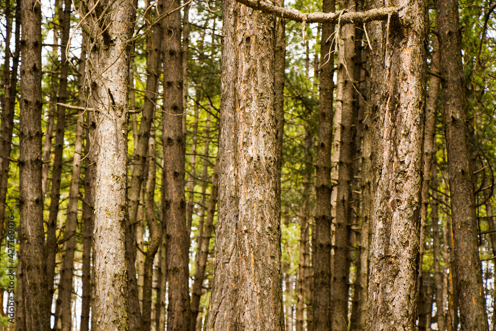 Obraz premium Pine forest and wild landscape and view, trees view