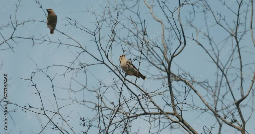 Multiple Cedar Waxwing birds flying into scene and landing on branches and then taking off again on a spring day. Multiple Cedar Waxwing birds flying into scene and landing on branches and then taking off again on a spring day.