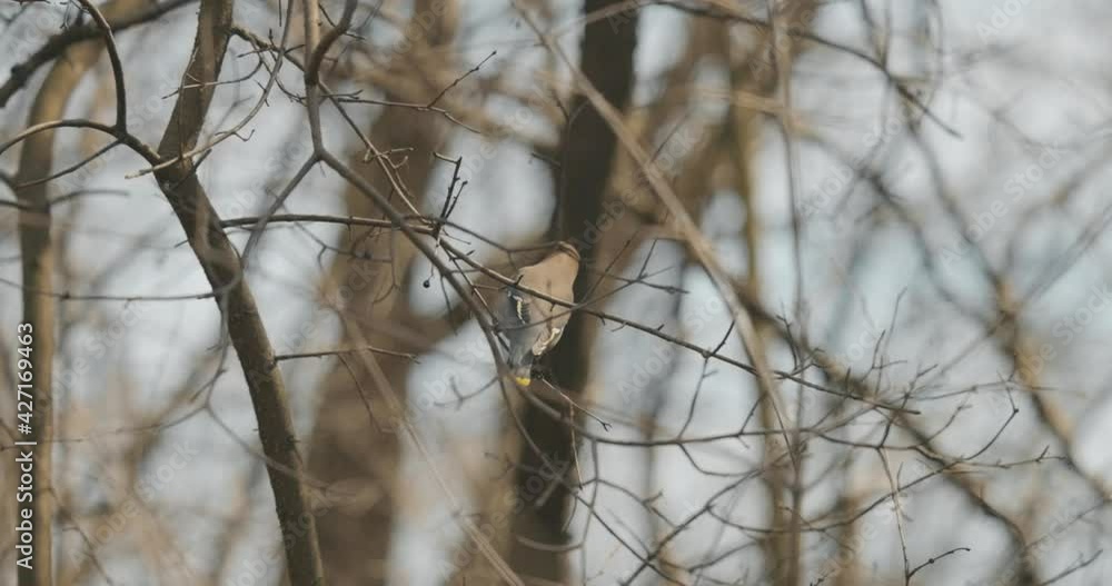 Close up of a gorgeous yellow tip tailed and brown Cedar Waxwing perched on a branch and takes off as it searches for food in slow motion. Close up of a gorgeous yellow tip tailed and brown Cedar Waxwing perched on a branch and takes off as it searches for food in slow motion.