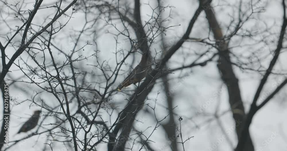 Gorgeous Cedar Waxwing perched on a branch knocking seeds off the budding ends of the tree branches. Gorgeous Cedar Waxwing perched on a branch knocking seeds off the budding ends of the tree branches.