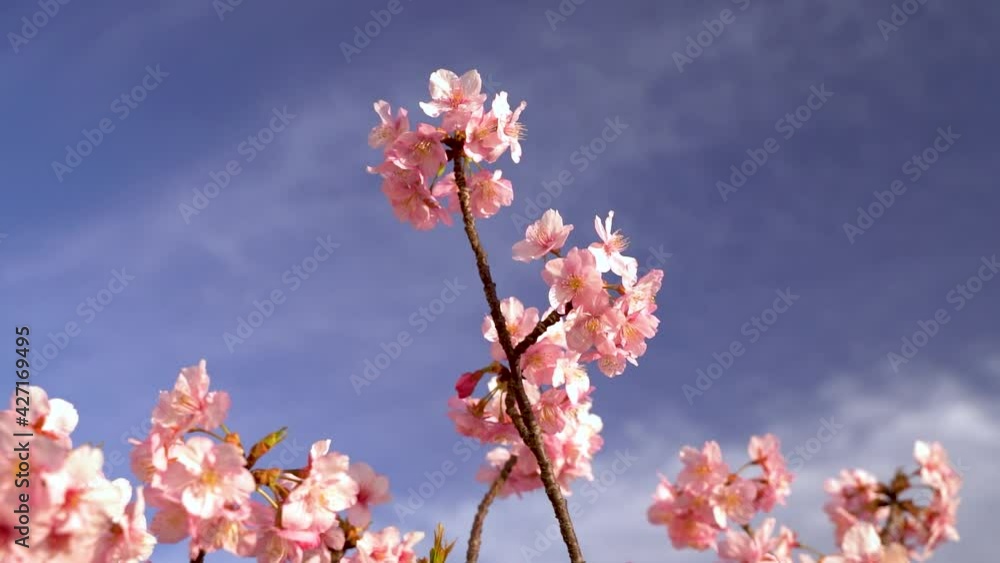 Slow motion view of beautiful bright pink Sakura Cherry Blossom against blue sky Slow motion view of beautiful bright pink Sakura Cherry Blossom against blue sky