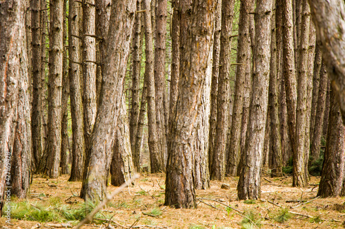 Pine forest and wild landscape and view, trees view © taidundua