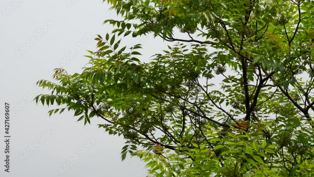 The fresh green leaves on a tree blowing in the wind against a white background. The fresh green leaves on a tree blowing in the wind against a white background.