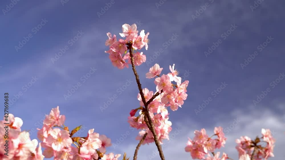 Looking up to single branch of Sakura cherry blossom against blue and cloudy sky Looking up to single branch of Sakura cherry blossom against blue and cloudy sky