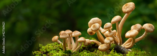 Fotografie, Obraz Edible mushrooms in a forest, honey agarics mushrooms