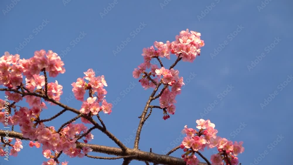 Looking up at tree twigs with Japanese Sakura Cherry Blossoms against blue sky Looking up at tree twigs with Japanese Sakura Cherry Blossoms against blue sky