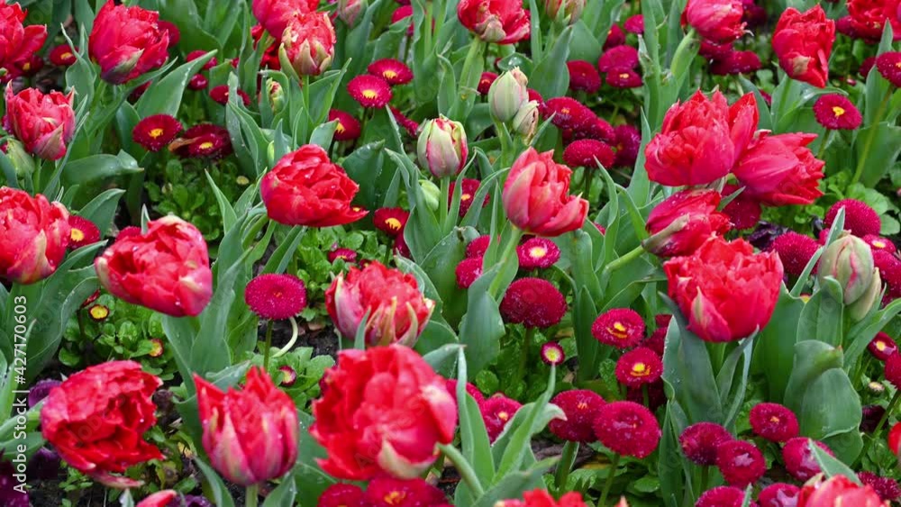Red tulips on a flower bed close-up Red tulips on a flower bed close-up