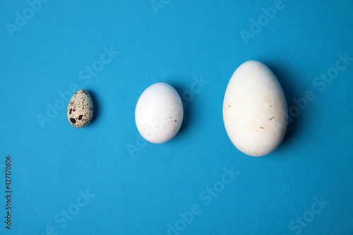 quail egg, hen egg and a goose egg in a row isolated on blue background flat lay