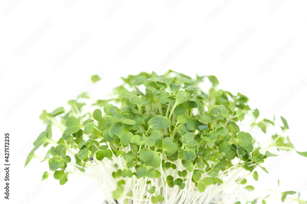 Obraz premium Micro greens arugula sprouts on white background. Young Bok choy plants, seedlings and sprouts. Microgreens in pot. Mockup, Macro, close up.