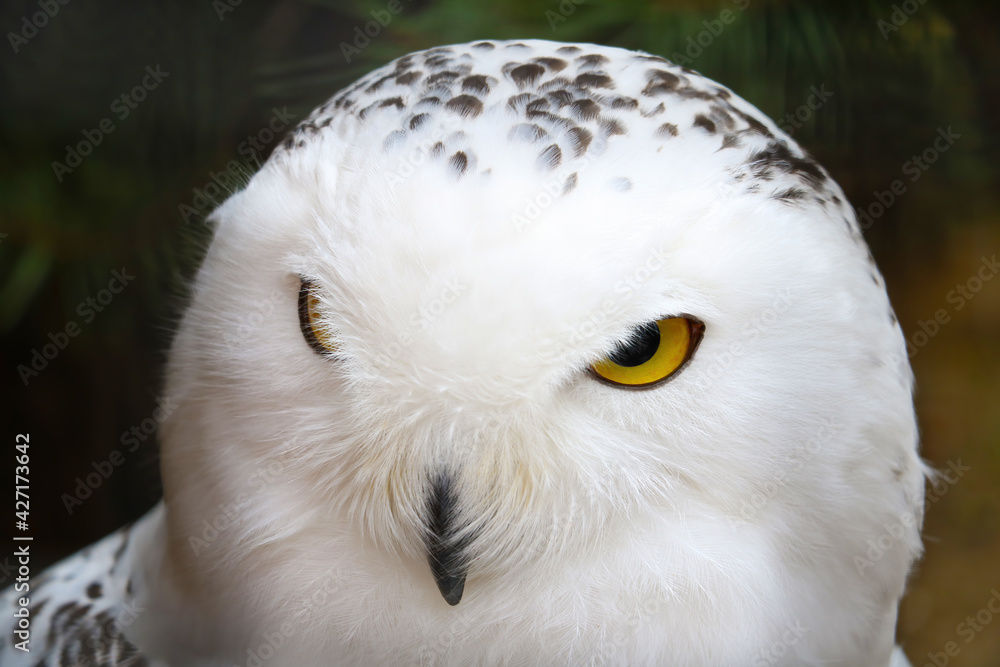 Obraz premium Close up on a white owl. Birds.