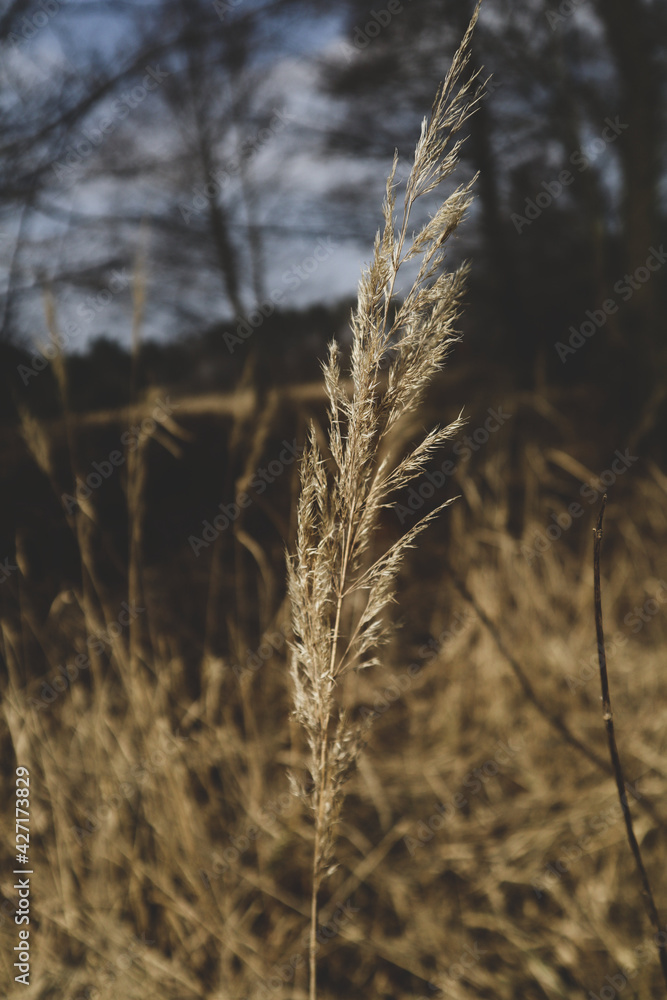 Fototapeta premium Natura.