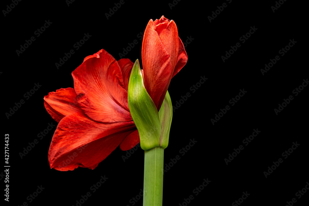 Blooming red Amaryllis flower, isolated on black background. Beautiful Christmas Flower. Blooming red Amaryllis flower, isolated on black background. Beautiful Christmas Flower.