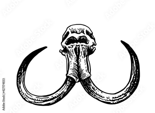 Grapical skull of mammoth isolated on white, paleontology