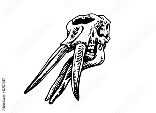 Grapical skull of Stegotetrabelodon isolated on white, paleontology